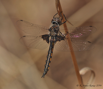 Epitheca cynosura, male